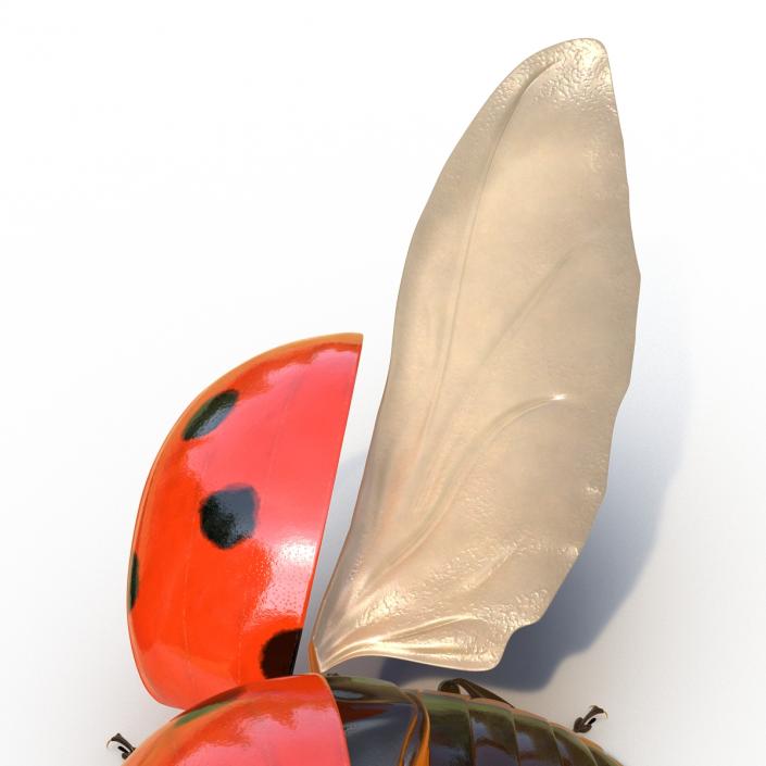 3D Flying Ladybug Rigged