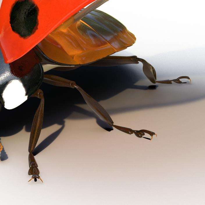 3D Flying Ladybug Rigged