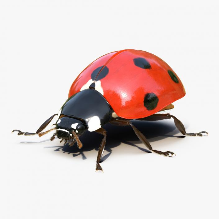 3D LadyBug Rigged with Fur model