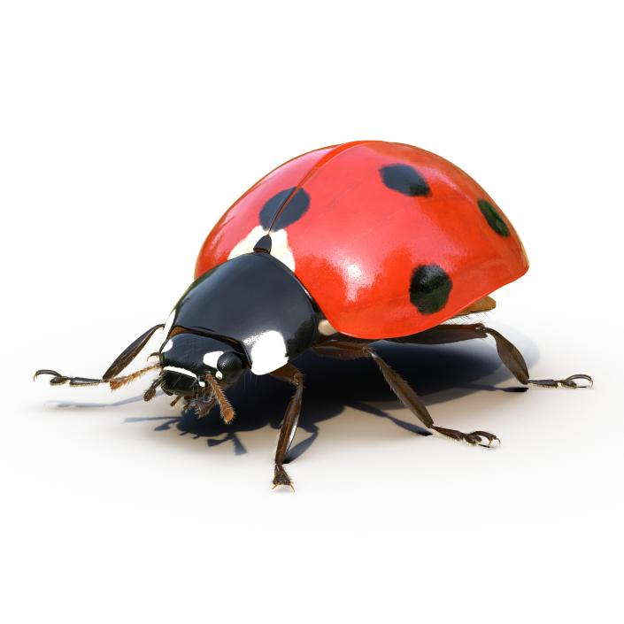 3D LadyBug Rigged with Fur model