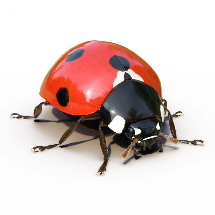 3D LadyBug Rigged with Fur model