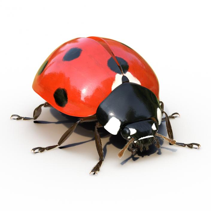 3D LadyBug Rigged with Fur model