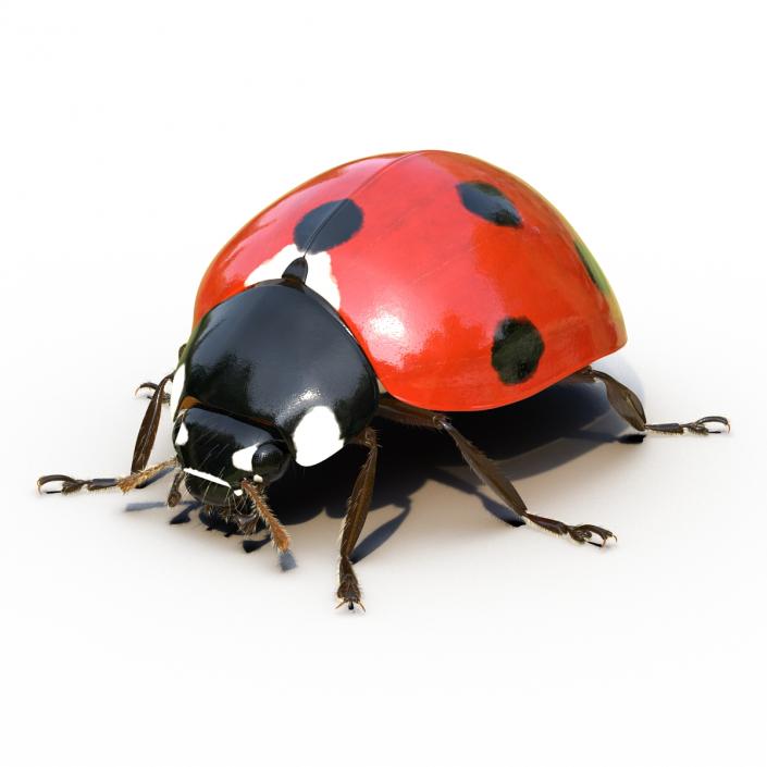 3D LadyBug Rigged with Fur model