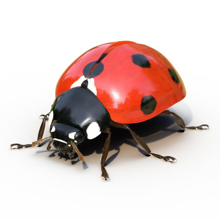 3D LadyBug Rigged with Fur model