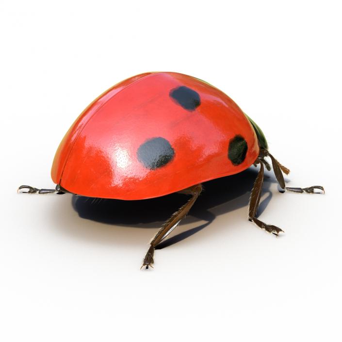 3D LadyBug Rigged with Fur model