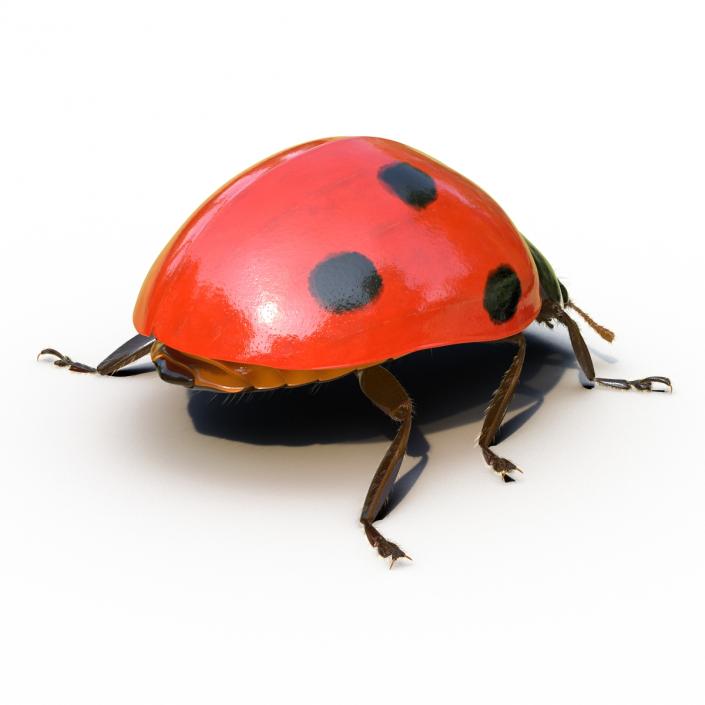 3D LadyBug Rigged with Fur model