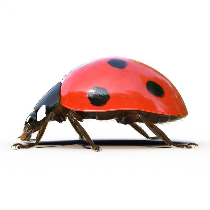 3D LadyBug Rigged with Fur model