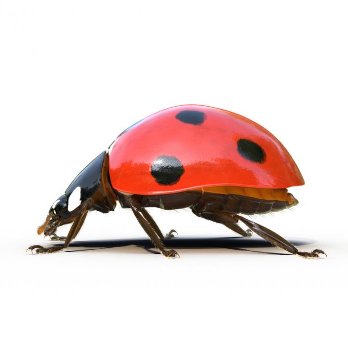 3D LadyBug Rigged with Fur model