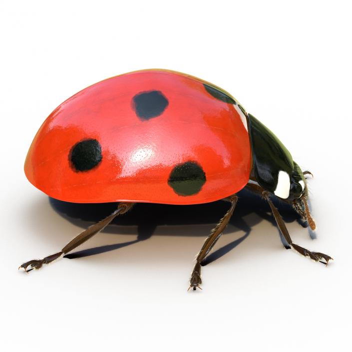 3D LadyBug Rigged with Fur model