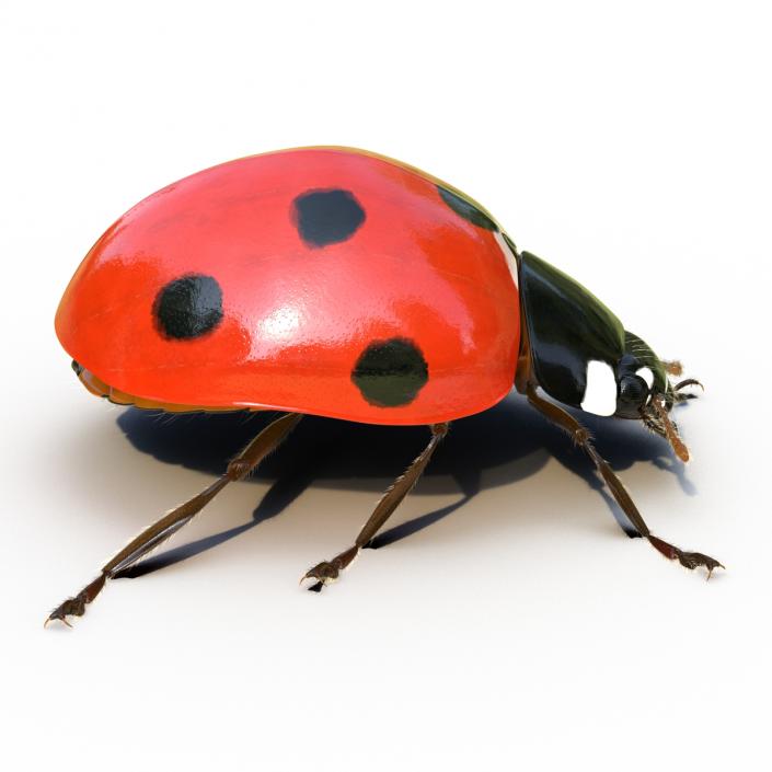 3D LadyBug Rigged with Fur model