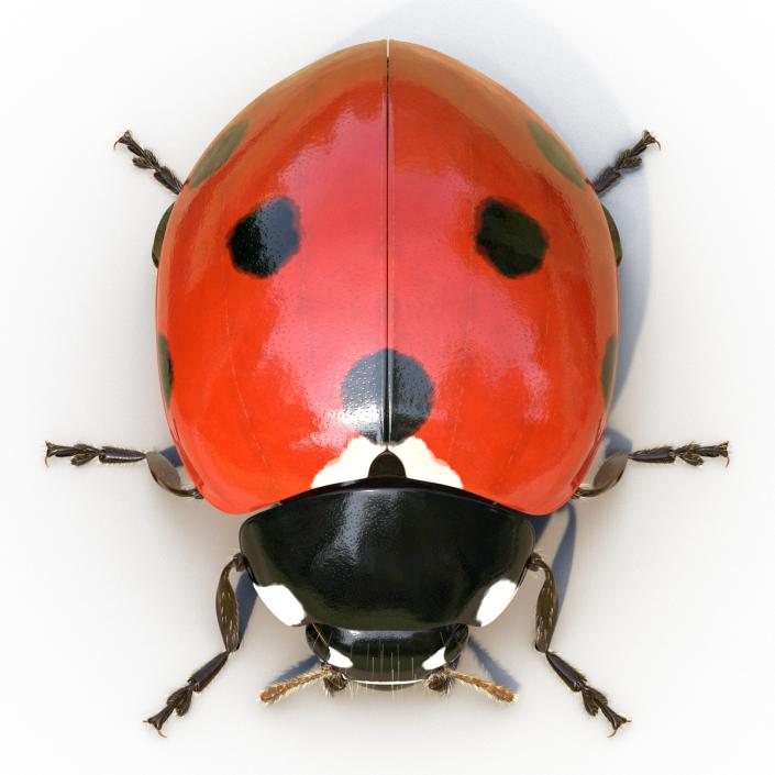 3D LadyBug Rigged with Fur model