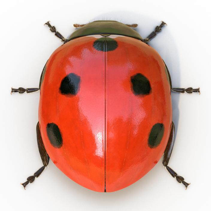 3D LadyBug Rigged with Fur model