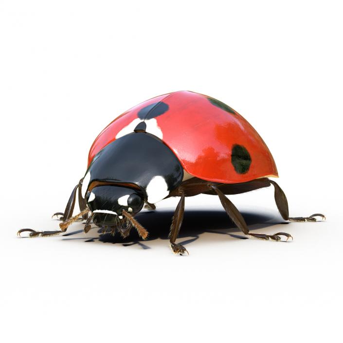 3D LadyBug Rigged with Fur model