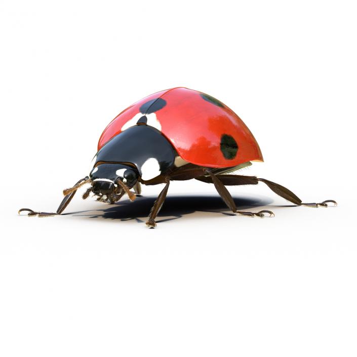 3D LadyBug Rigged with Fur model