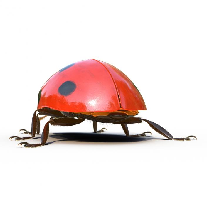 3D LadyBug Rigged with Fur model