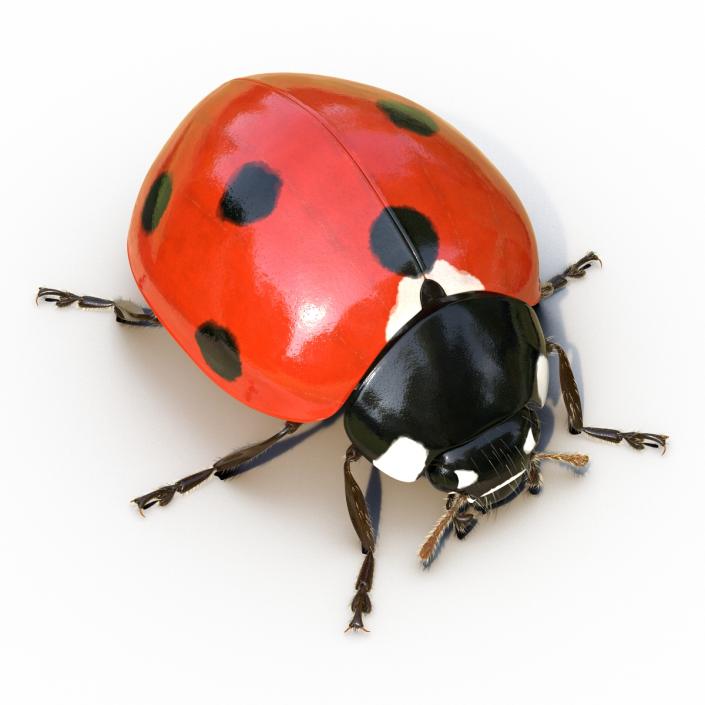 3D LadyBug Rigged with Fur model