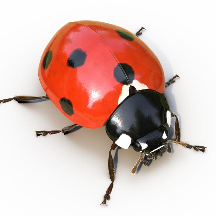 3D LadyBug Rigged with Fur model