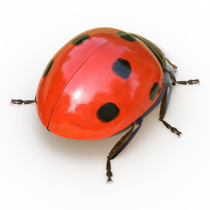 3D LadyBug Rigged with Fur model