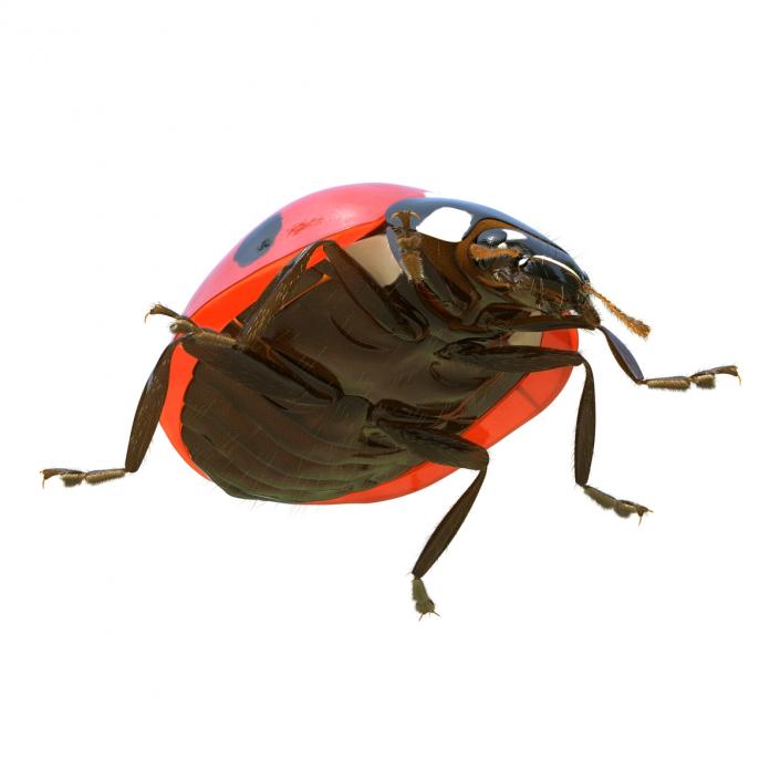 3D LadyBug Rigged with Fur model