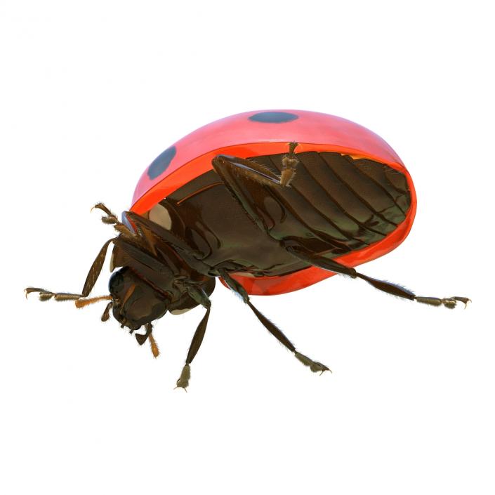 3D LadyBug Rigged with Fur model