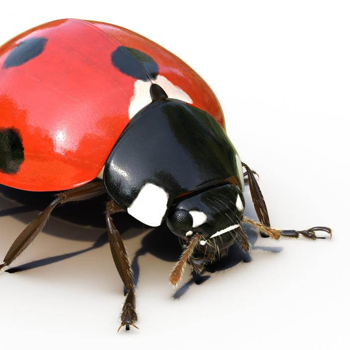 3D LadyBug Rigged with Fur model