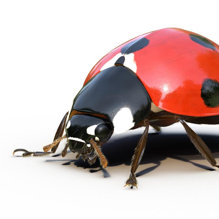 3D LadyBug Rigged with Fur model