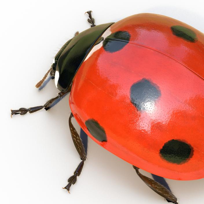 3D LadyBug Rigged with Fur model