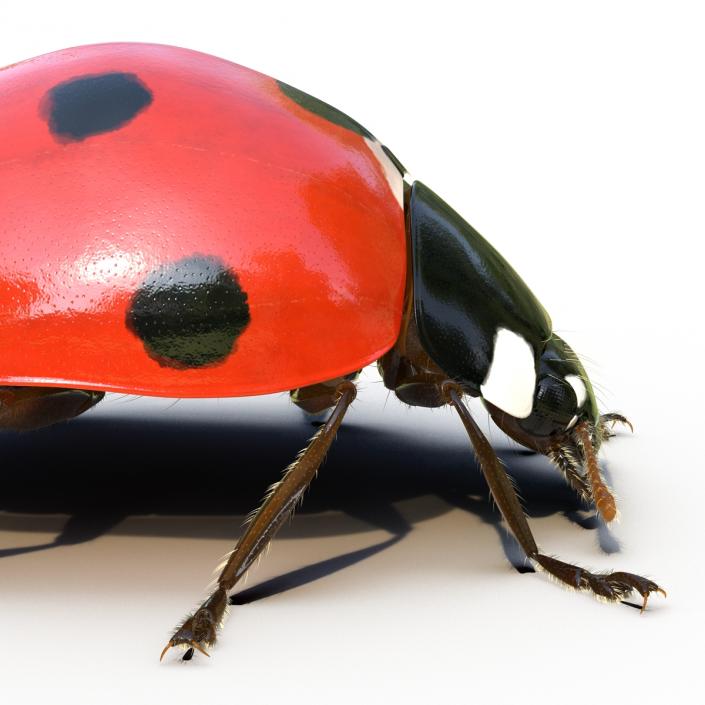 3D LadyBug Rigged with Fur model