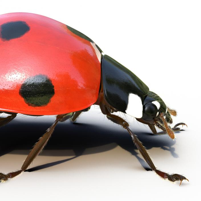 3D LadyBug Rigged with Fur model