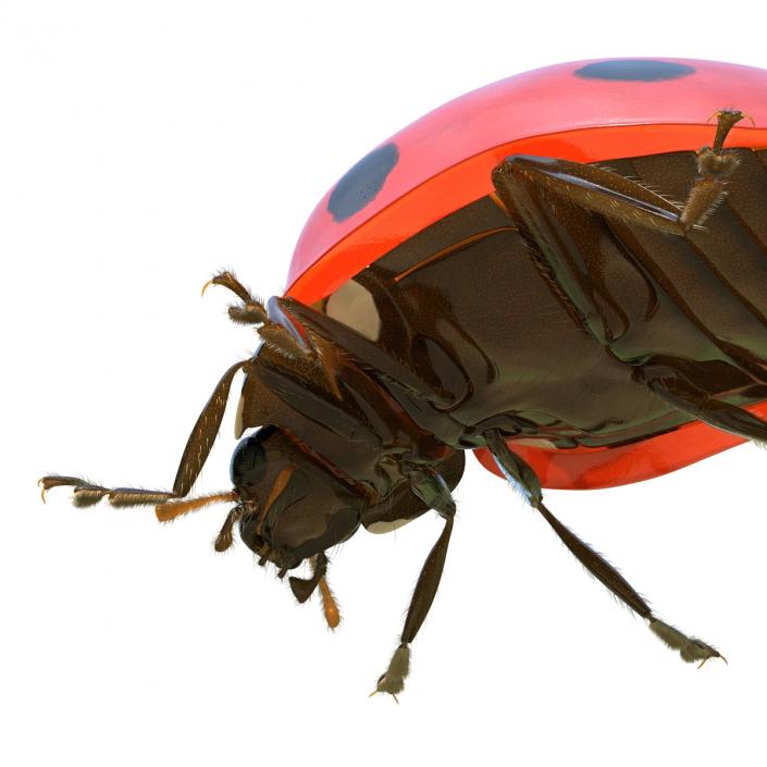 3D LadyBug Rigged with Fur model