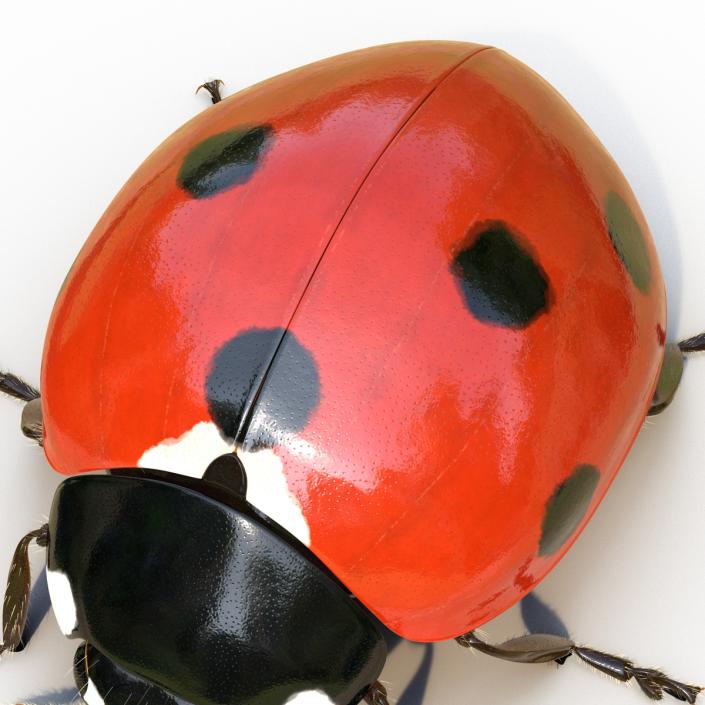 3D LadyBug Rigged with Fur model