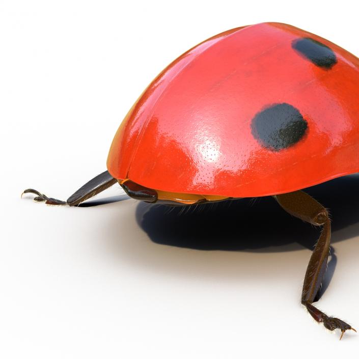 3D LadyBug Rigged with Fur model