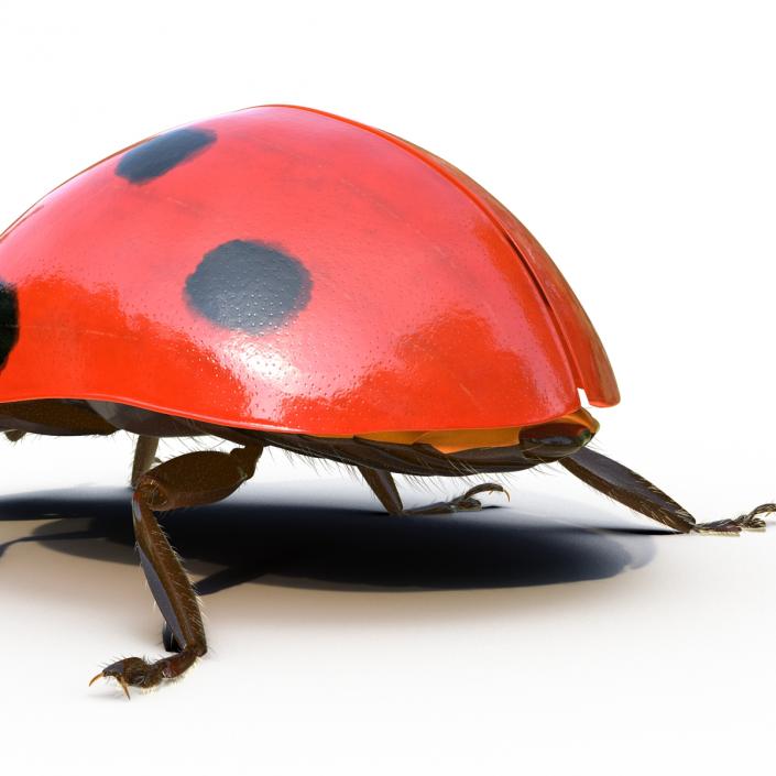 3D LadyBug Rigged with Fur model