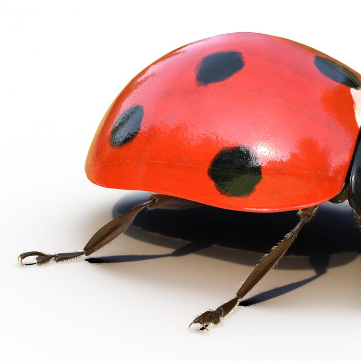 3D LadyBug Rigged with Fur model