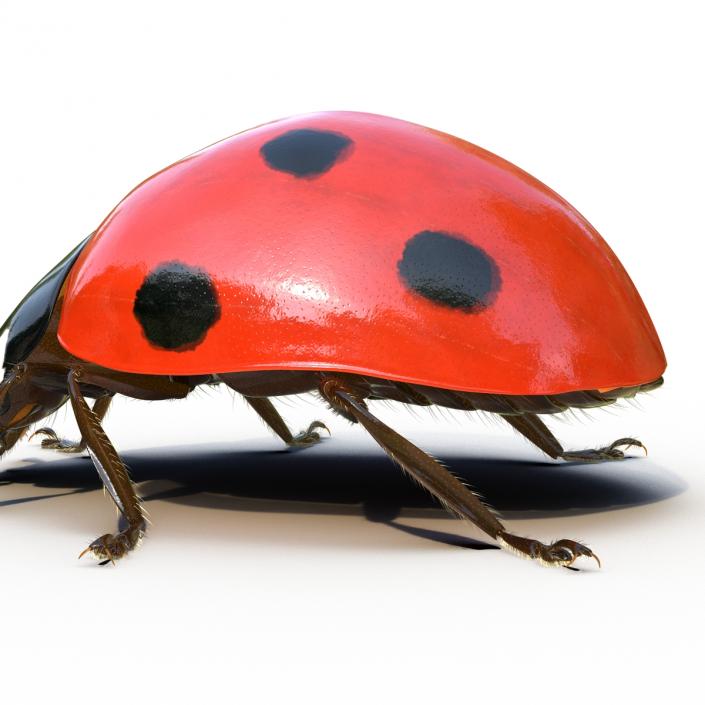 3D LadyBug Rigged with Fur model