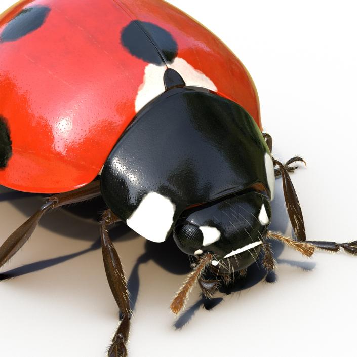 3D LadyBug Rigged with Fur model