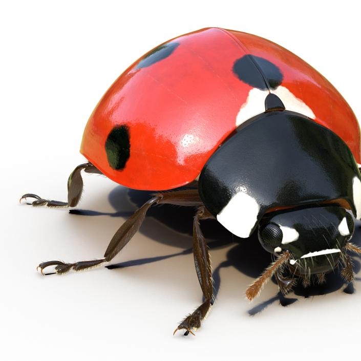 3D LadyBug Rigged with Fur model