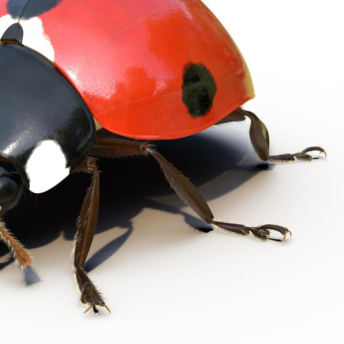 3D LadyBug Rigged with Fur model