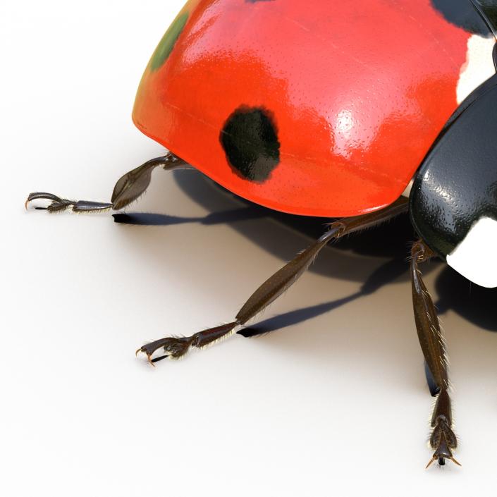 3D LadyBug Rigged with Fur model