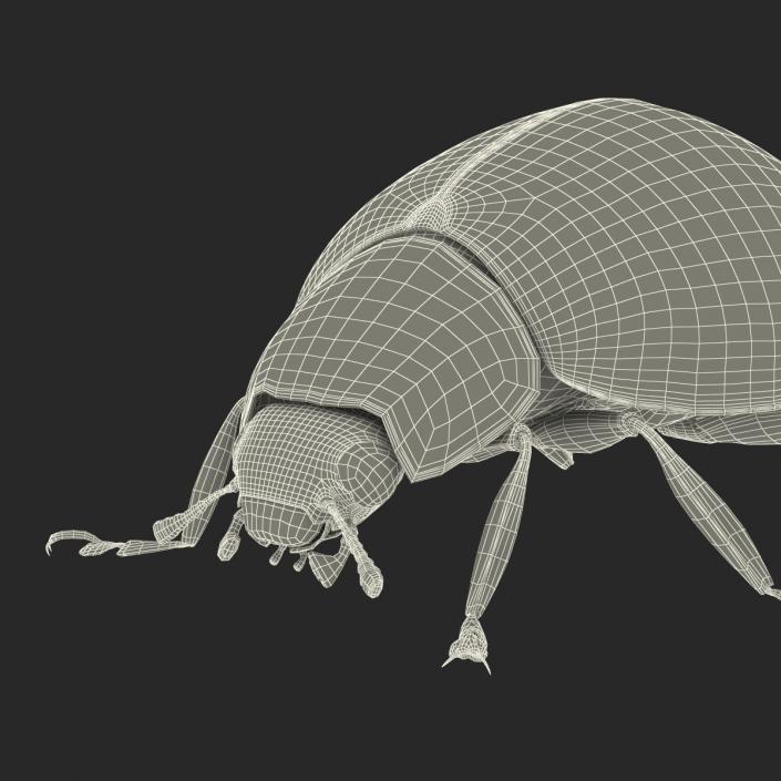 3D LadyBug Rigged with Fur model