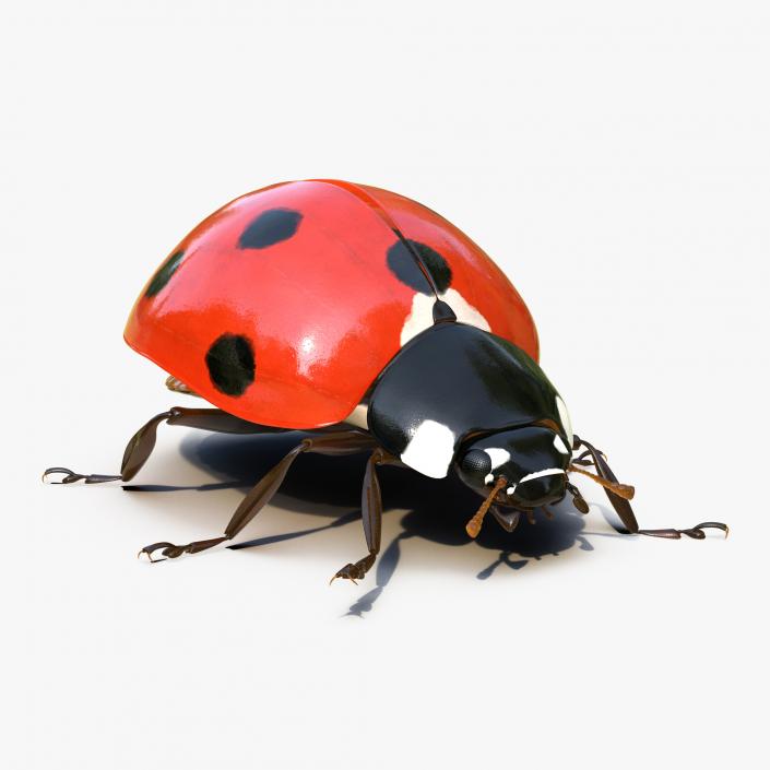 3D model LadyBug Rigged Collection