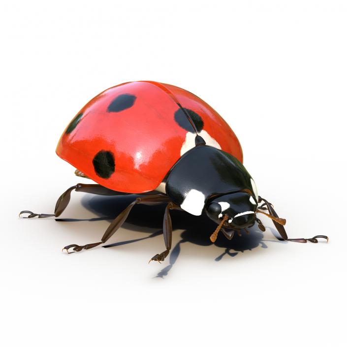 LadyBug Rigged 3D model