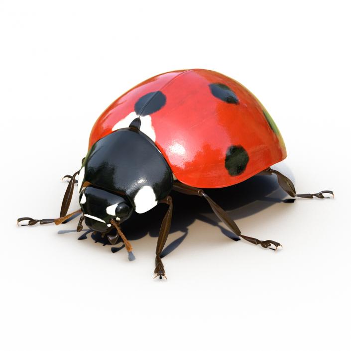 LadyBug Rigged 3D model