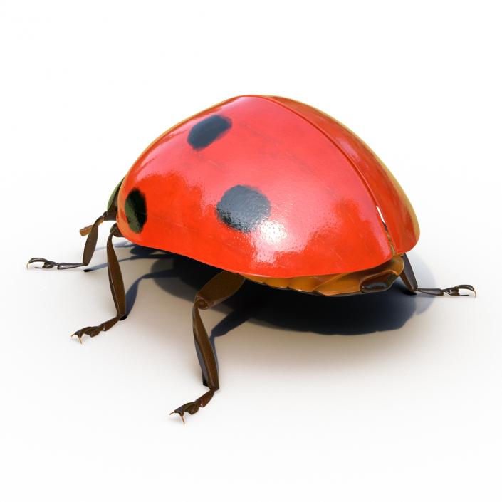 LadyBug Rigged 3D model