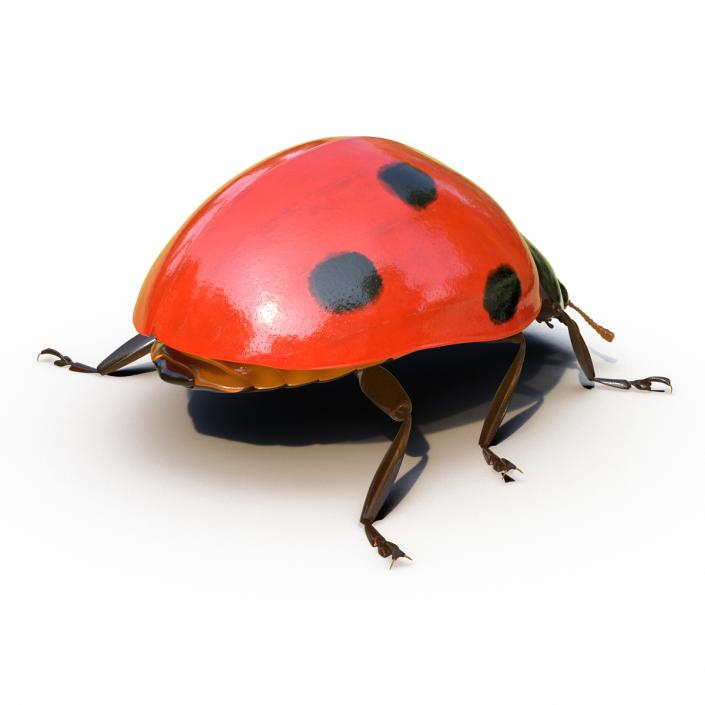 LadyBug Rigged 3D model