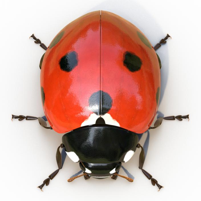 LadyBug Rigged 3D model