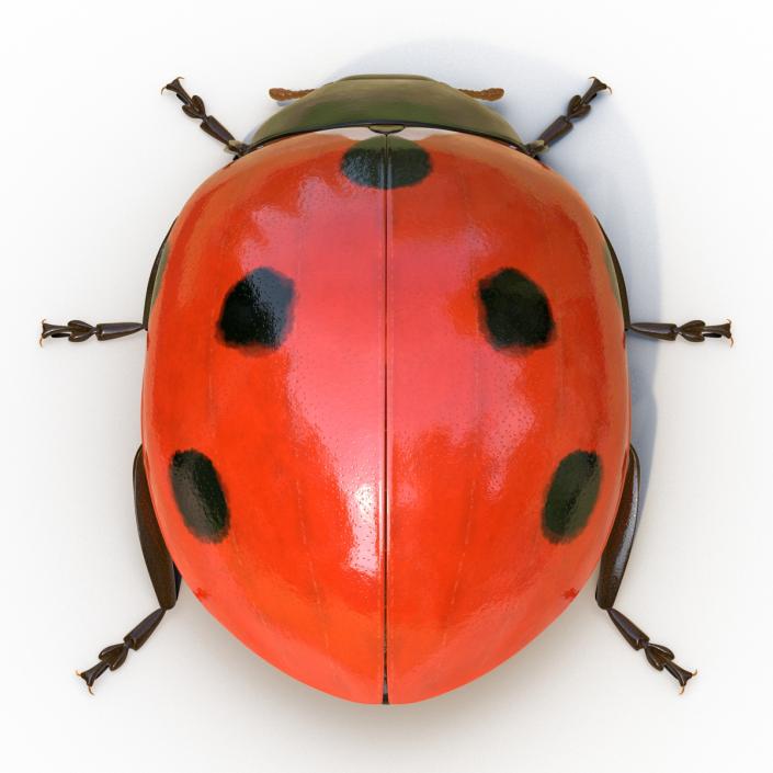 LadyBug Rigged 3D model