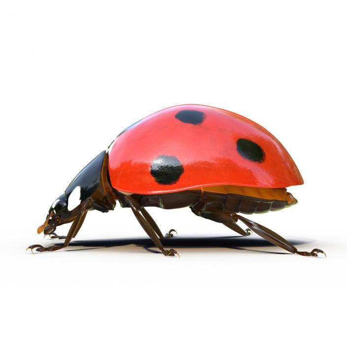 LadyBug Rigged 3D model