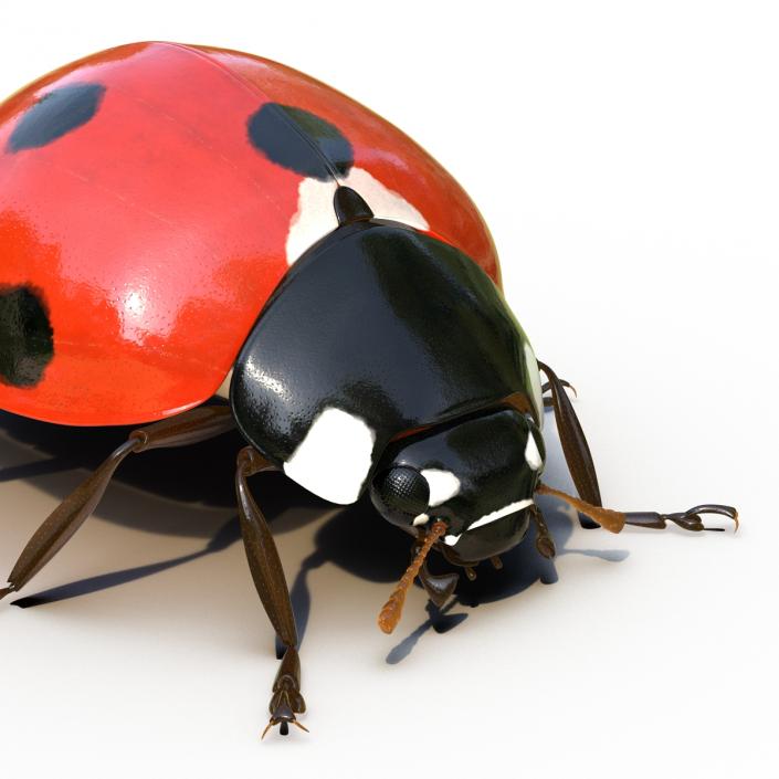 LadyBug Rigged 3D model