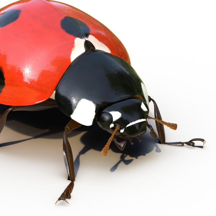 LadyBug Rigged 3D model